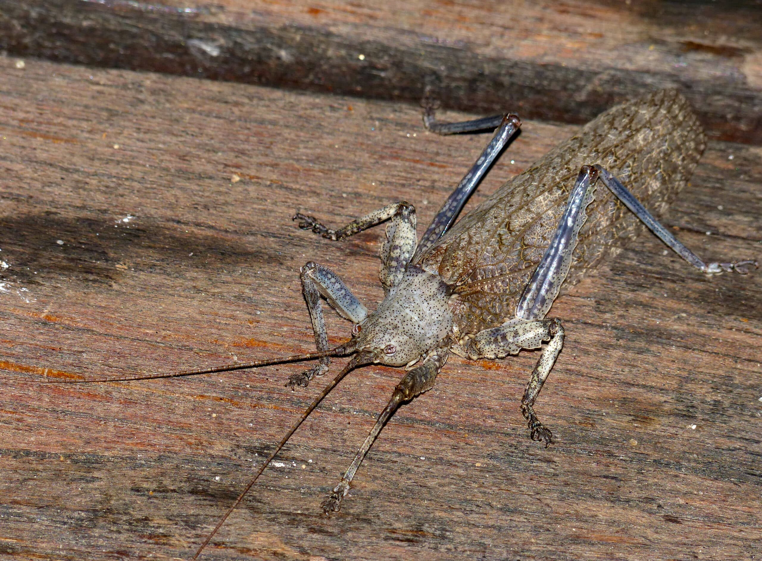 File:Greater Bark Katydid (Cymatomerella spilophora) attracted to light only for a few seconds before taking off and never came back … (13878972685).jpg File:Greater Bark Katydid (Cymatomerella spilophora) attracted to light only for a few seconds before taking off and never came back … (13878972685).jpg