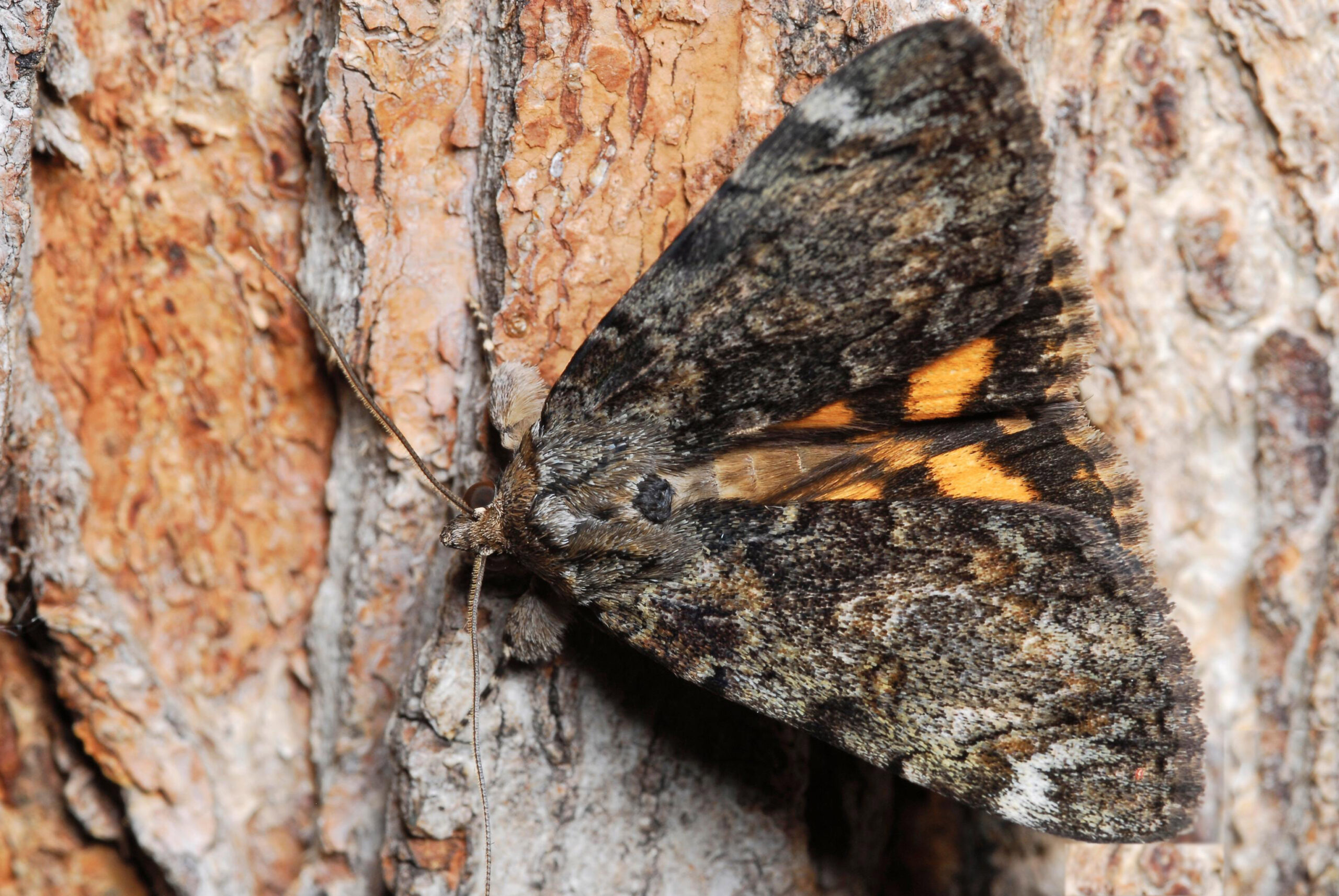 Underwing Moth