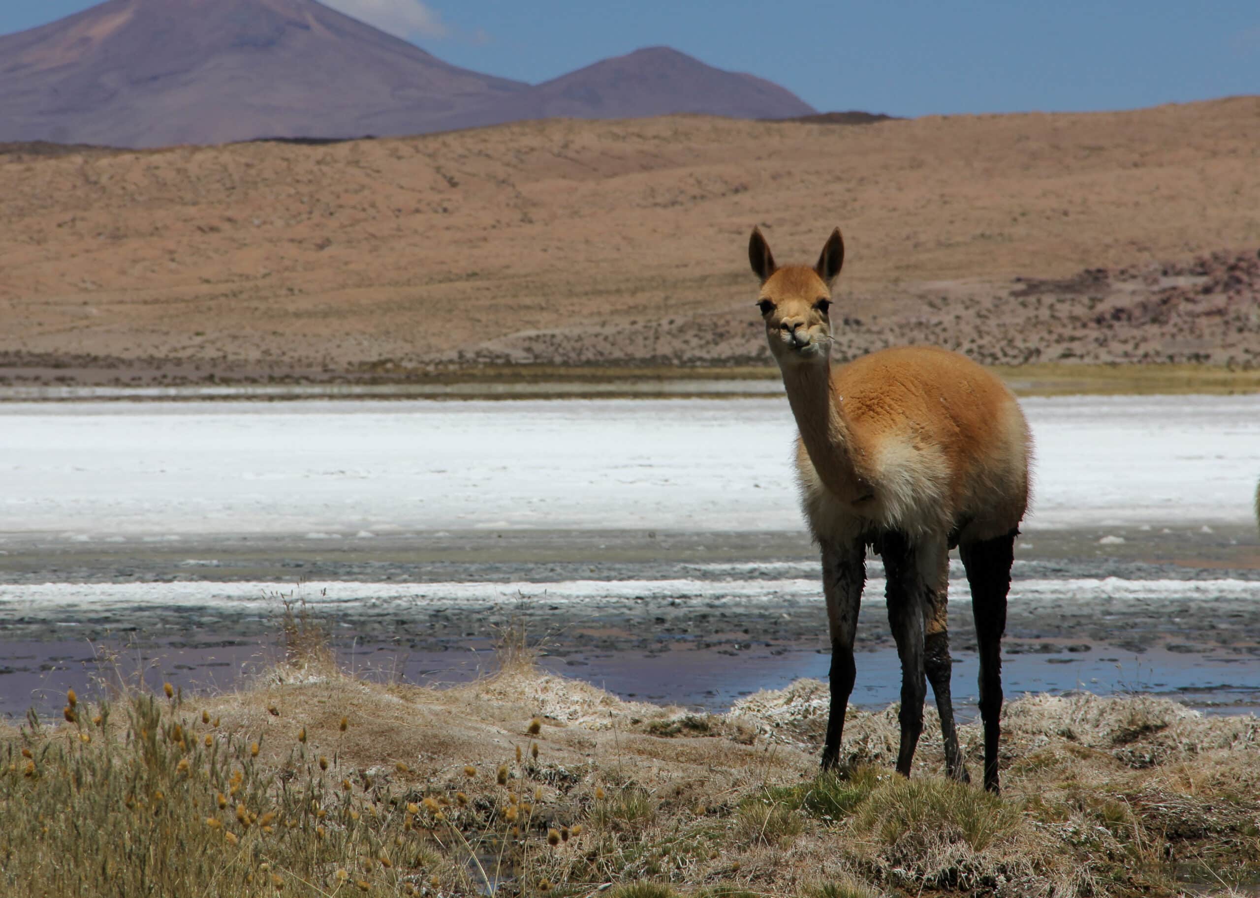 Vicuña