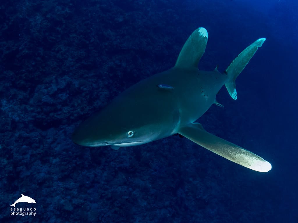 Tiburón oceánico puntas blancas (Carcharhinus longimanus) Tiburón oceánico puntas blancas (Carcharhinus longimanus)