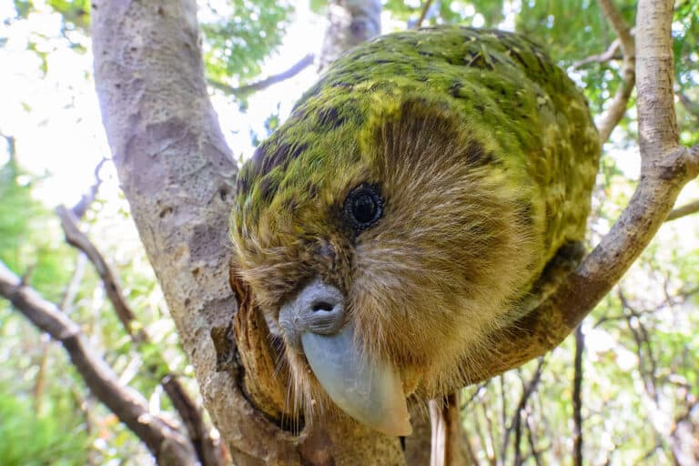 ‘Sirocco’ Strigops habroptilus (Kākāpō)