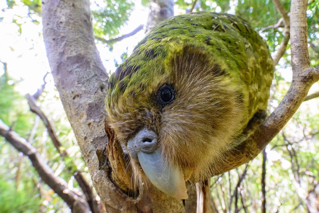 ‘Sirocco’ Strigops habroptilus (Kākāpō)