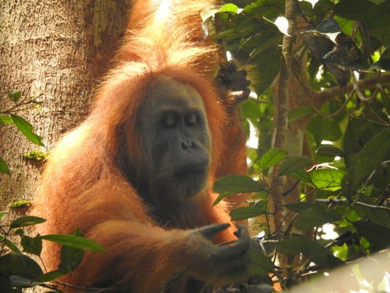 The Gorgeous Orangutan Tapanuli 02