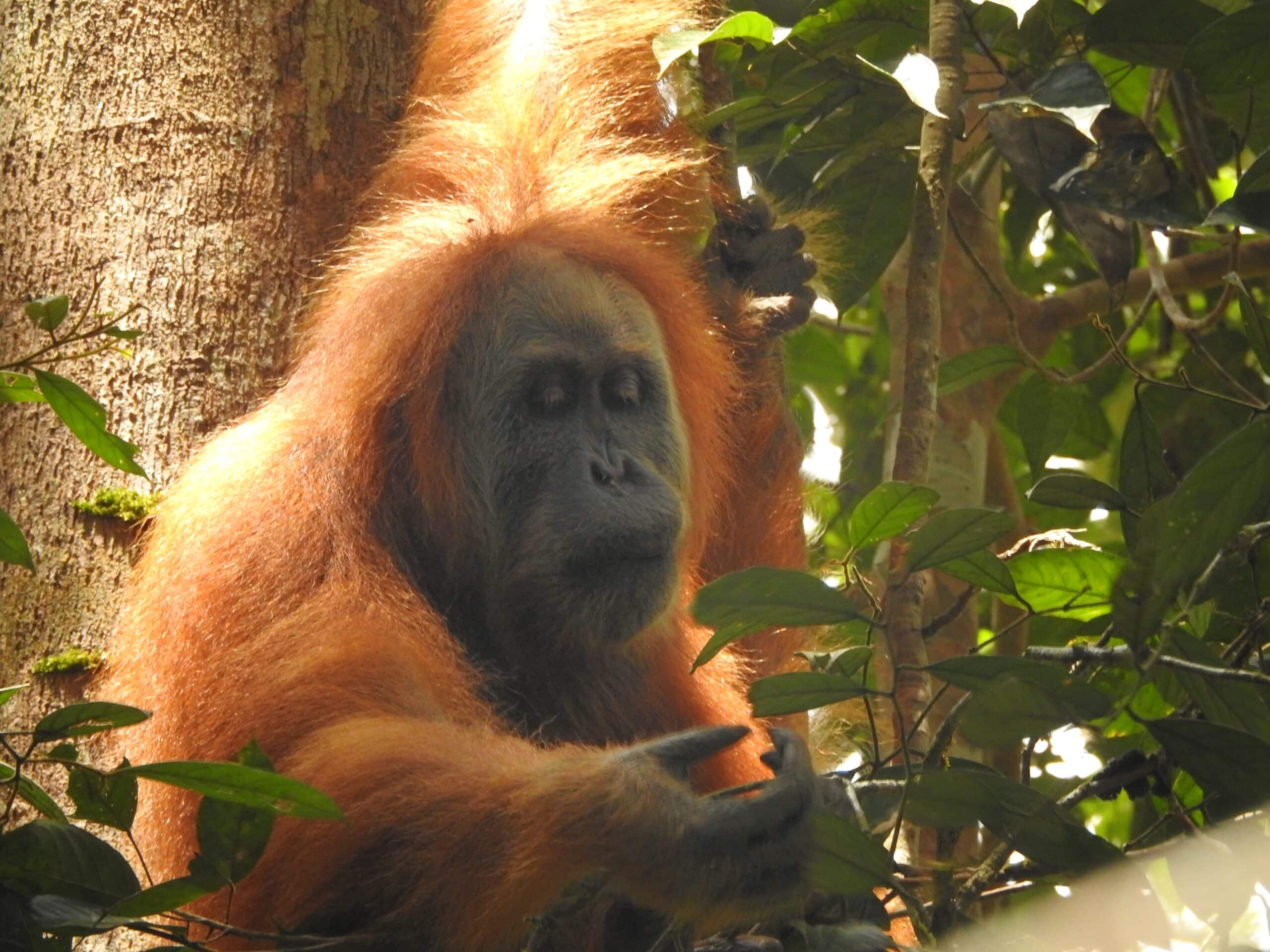 The Gorgeous Orangutan Tapanuli 02