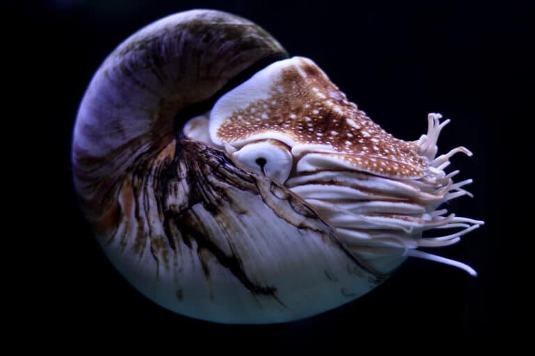 Nautilus