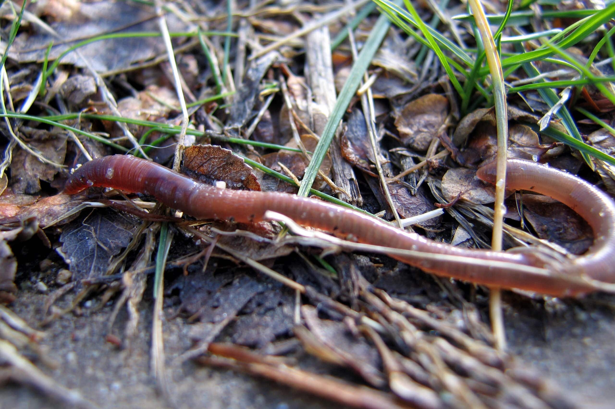 File:20060131 earthworm hits dirt.jpg
