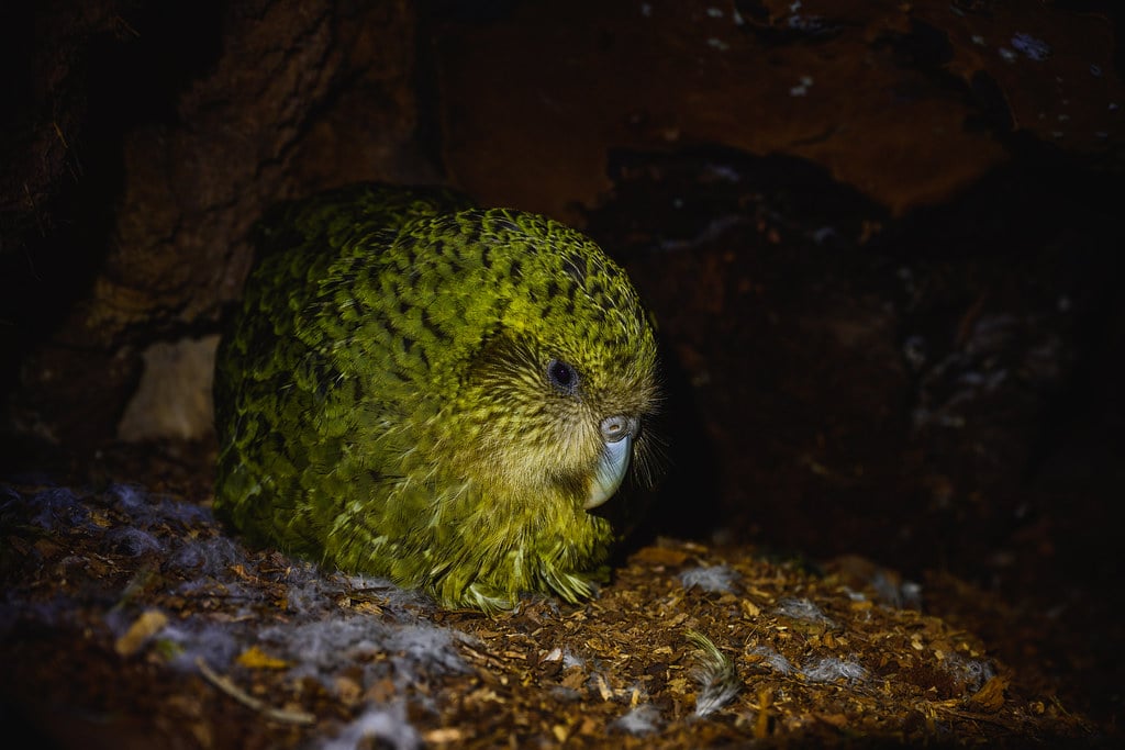 ‘Tohu’ Strigops habroptilus (Kākāpō)