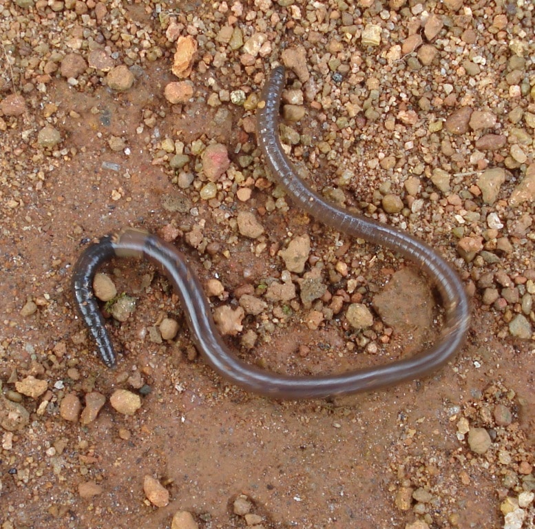 Earthworm