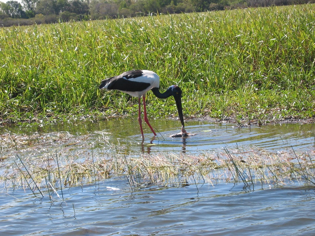 Jabiru stork with fish, Kakadu National Park, Australia
