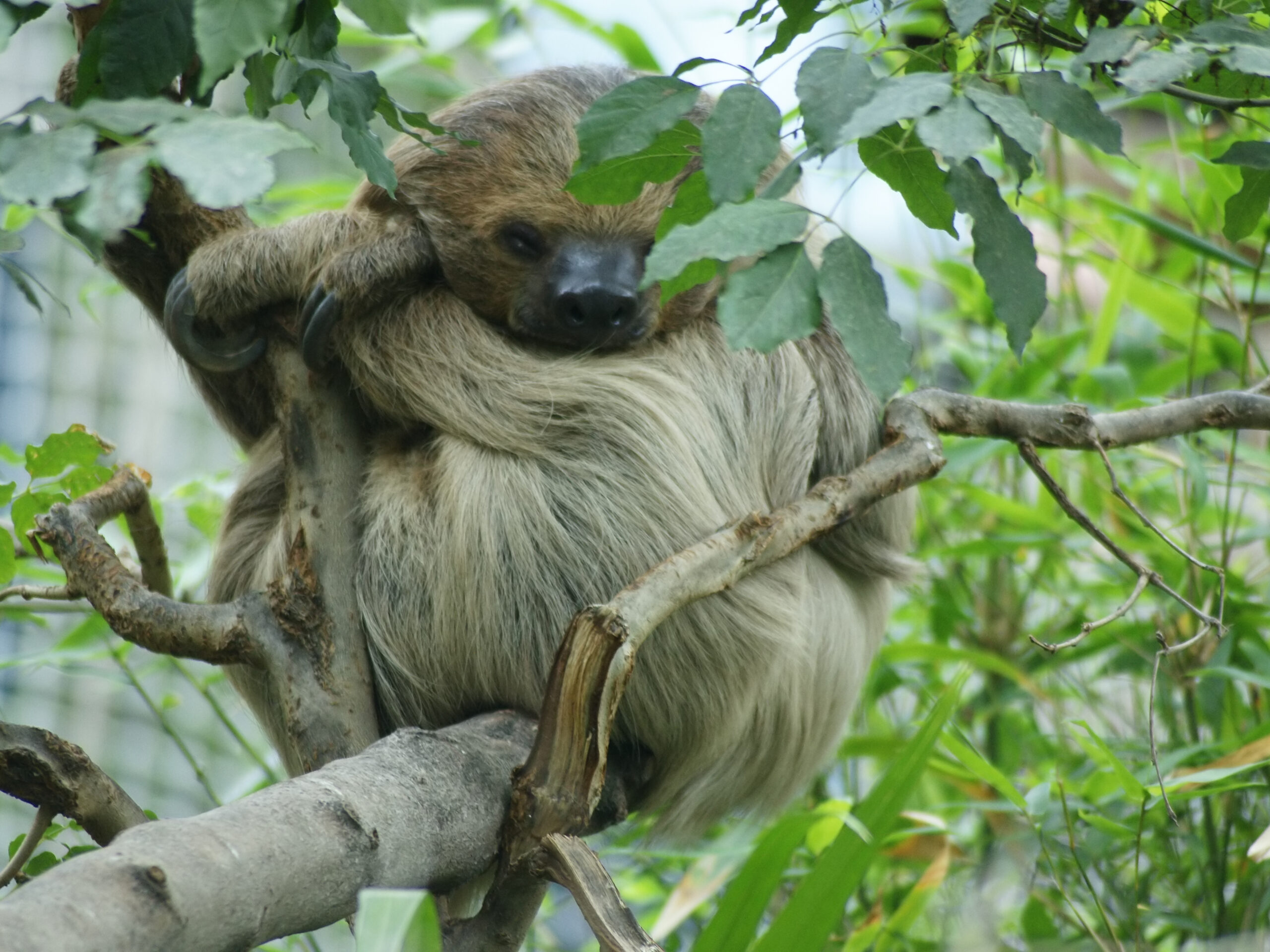 Unau (Linnaeus’s Two-Toed Sloth)