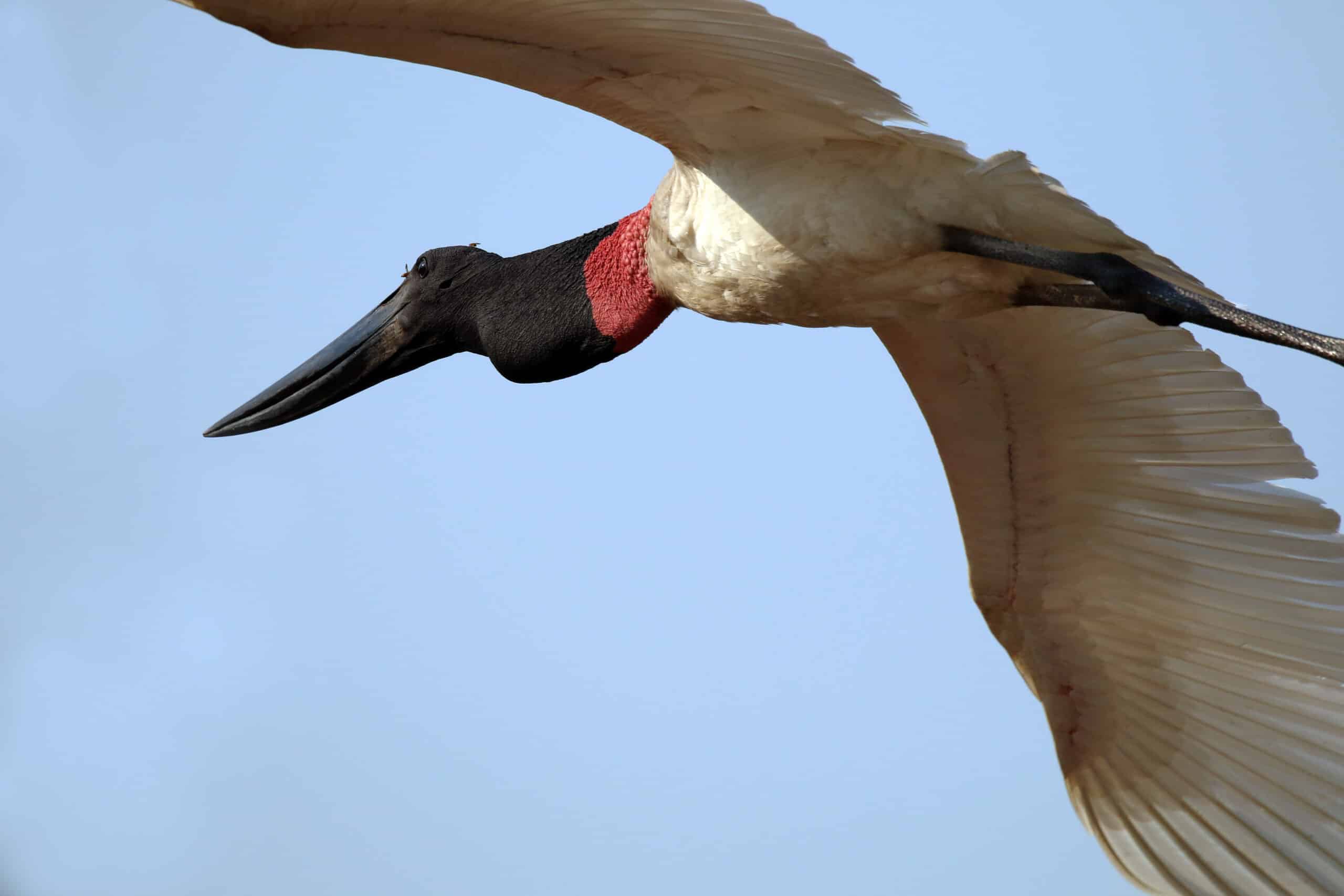 Jabiru (Jabiru mycteria) in flight