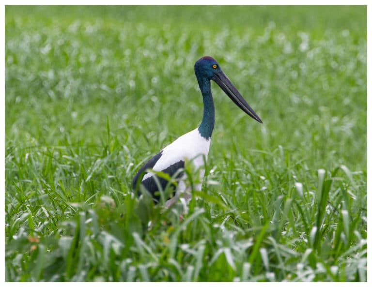 Black Necked Stork (aka Jabiru) (female – yellow eye) – Yellow Waters Billabong, Kakadu National Park, Northern Territory, Australia