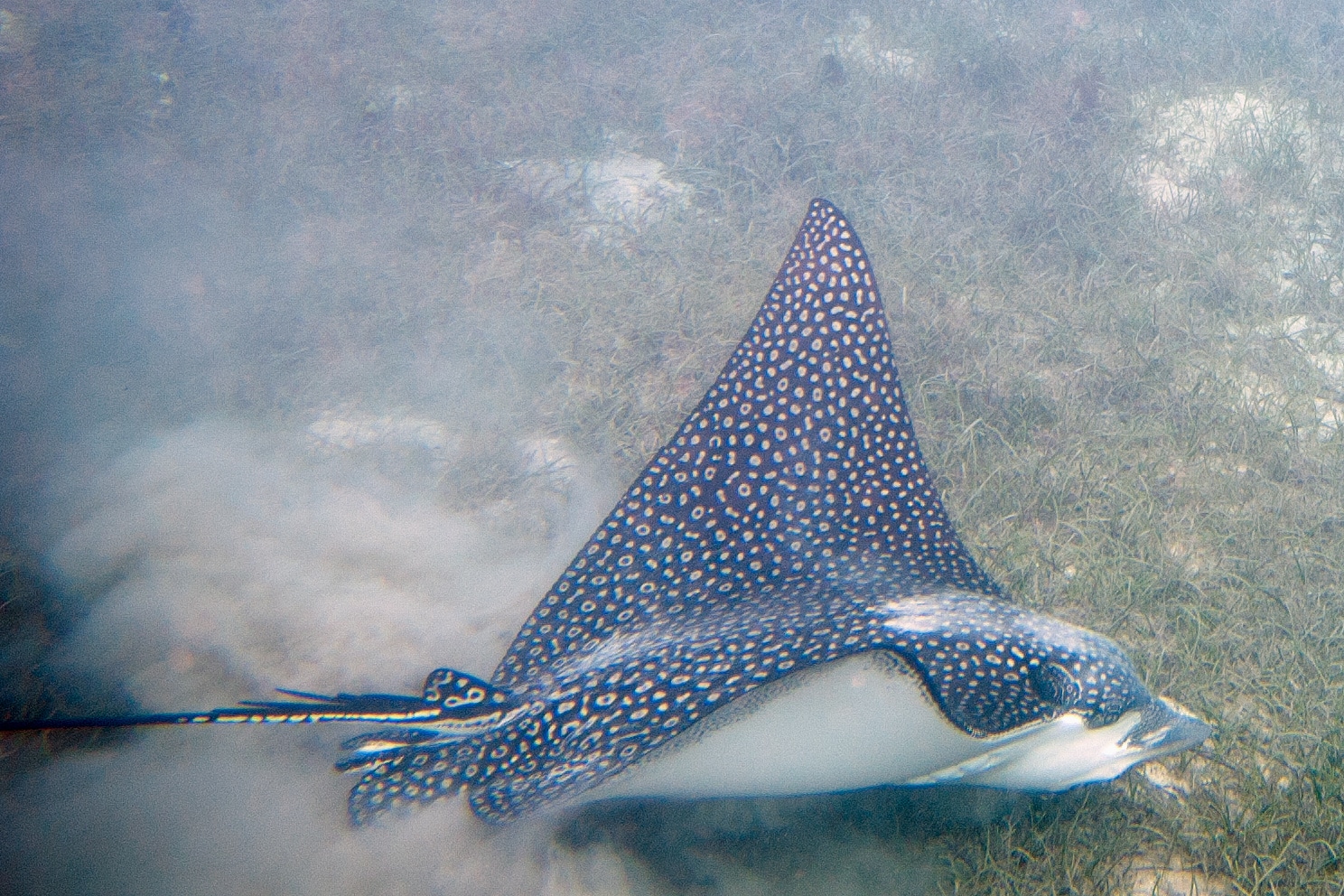 Spotted eagle ray Aetobatis ocellatus (7632595866)