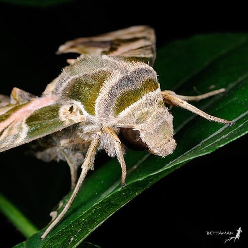 090220 台北 景美 仙跡岩 夾竹桃天蛾 Daphnis nerii (Linnaeus, 1758) Female