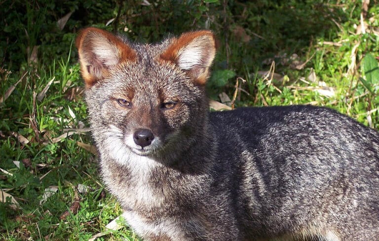 Pseudalopex fulvipes-primer plano Darwin’s fox