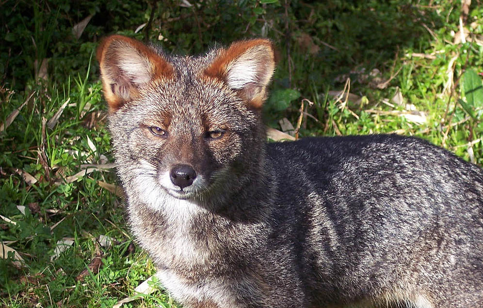 Pseudalopex fulvipes-primer plano  Darwin’s fox