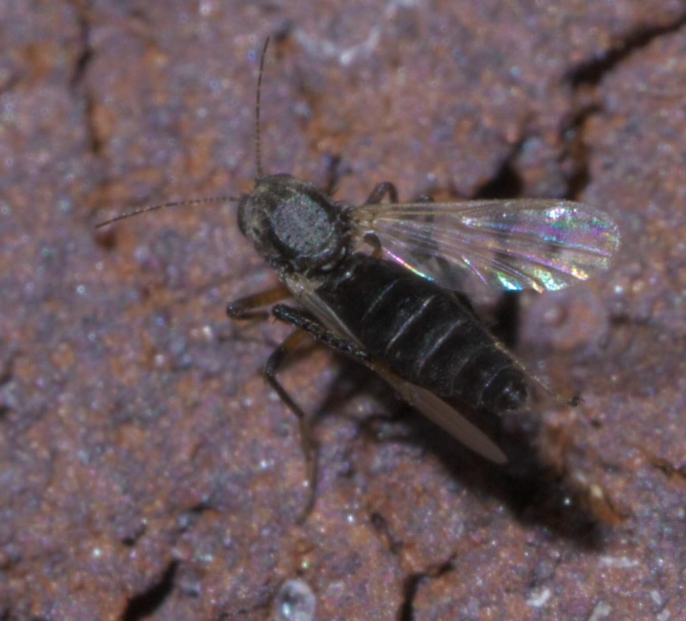 File:Bezzia P1560209a.jpg