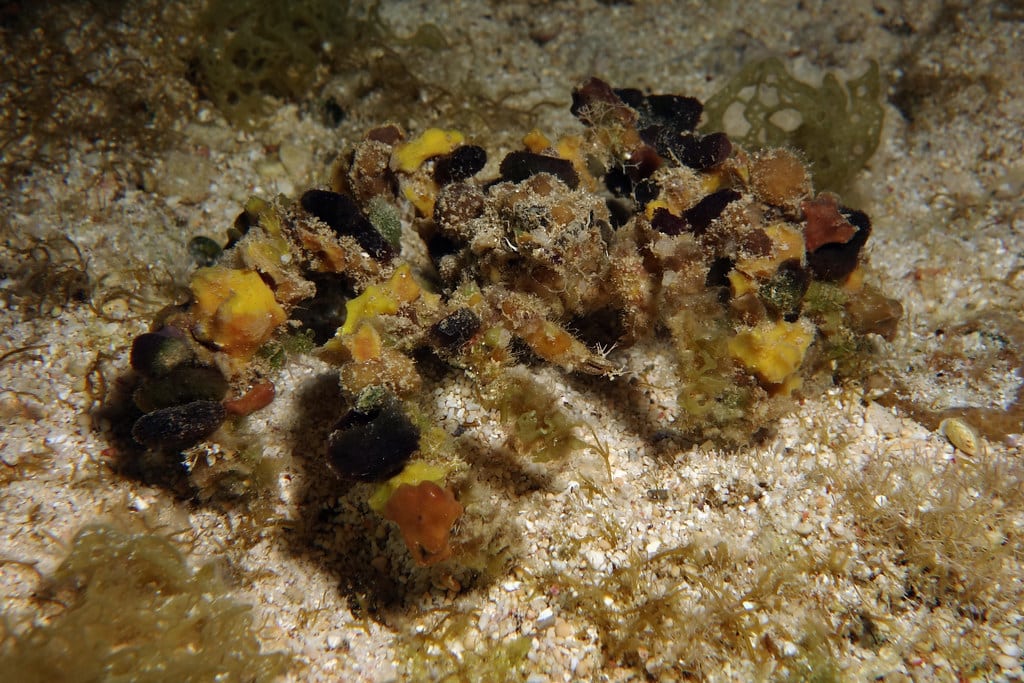 Decorator Crab, Camposcia retusa (Latreille, 1829)