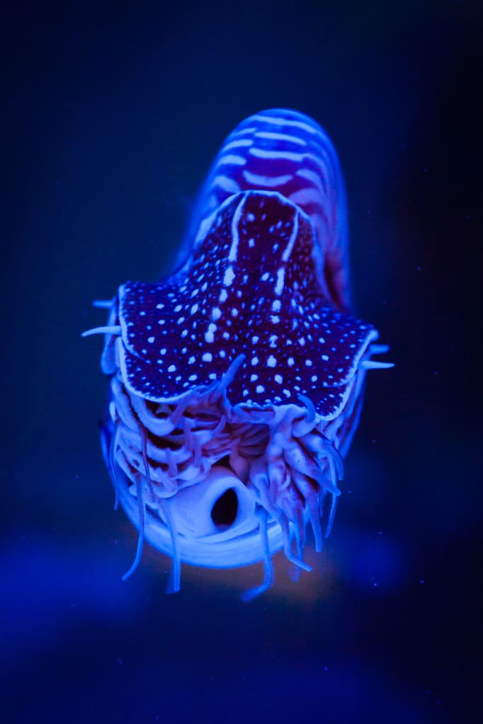 Nautilus