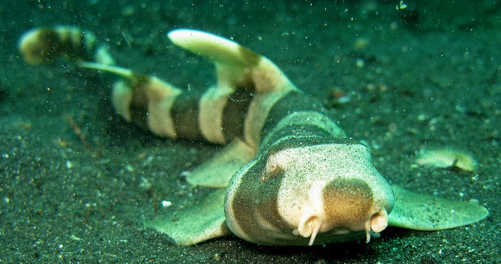 Bamboo Shark  Bamboo Shark