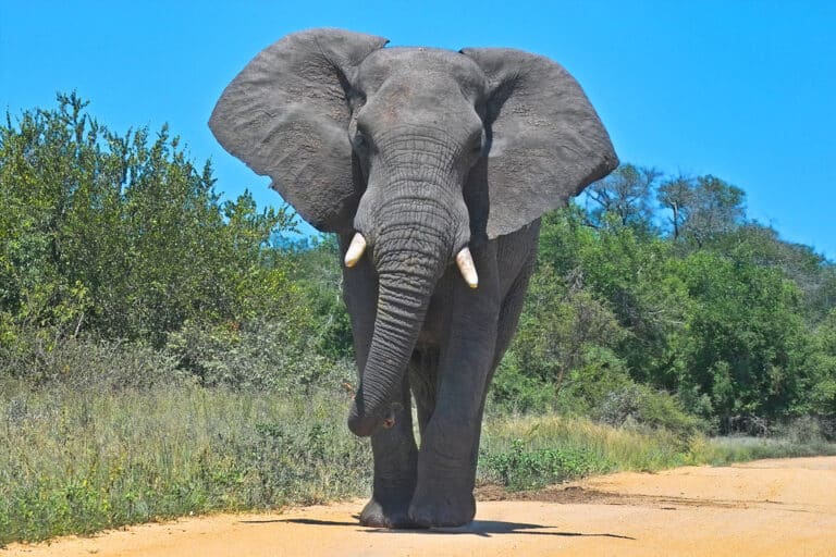 African elephant African elephant