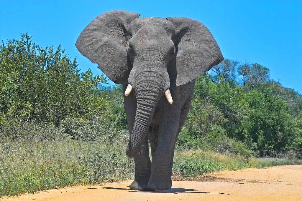 African elephant African elephant
