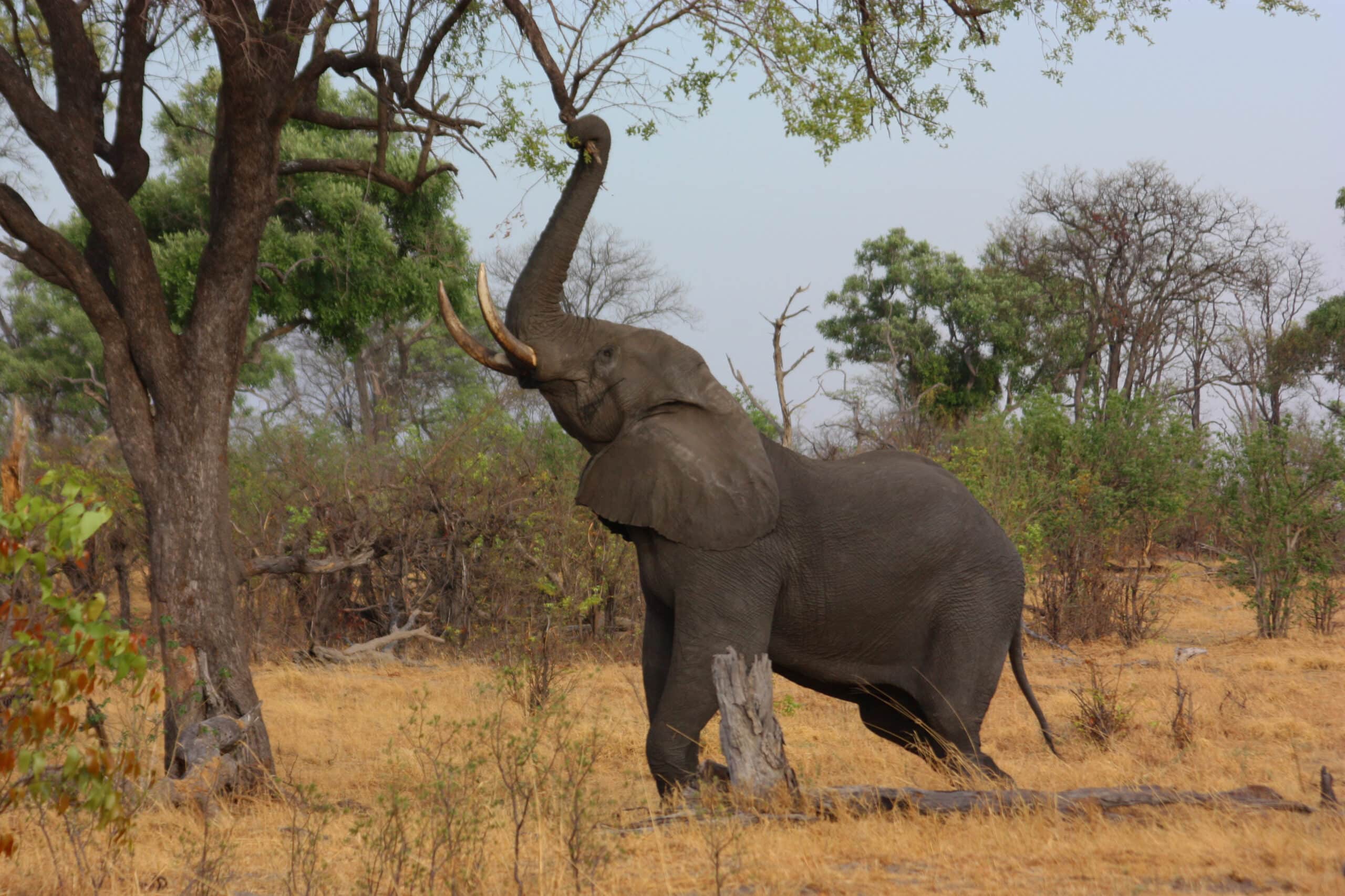 African elephant (Loxodonta africana) reaching up 3 African elephant (Loxodonta africana) reaching up 3 African Elephant