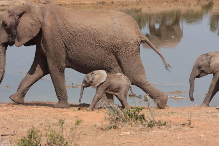 Adult and baby African Elephants Adult and baby African Elephants