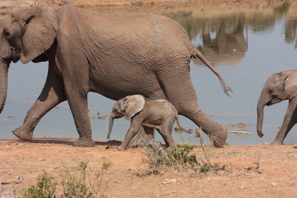Adult and baby African Elephants Adult and baby African Elephants