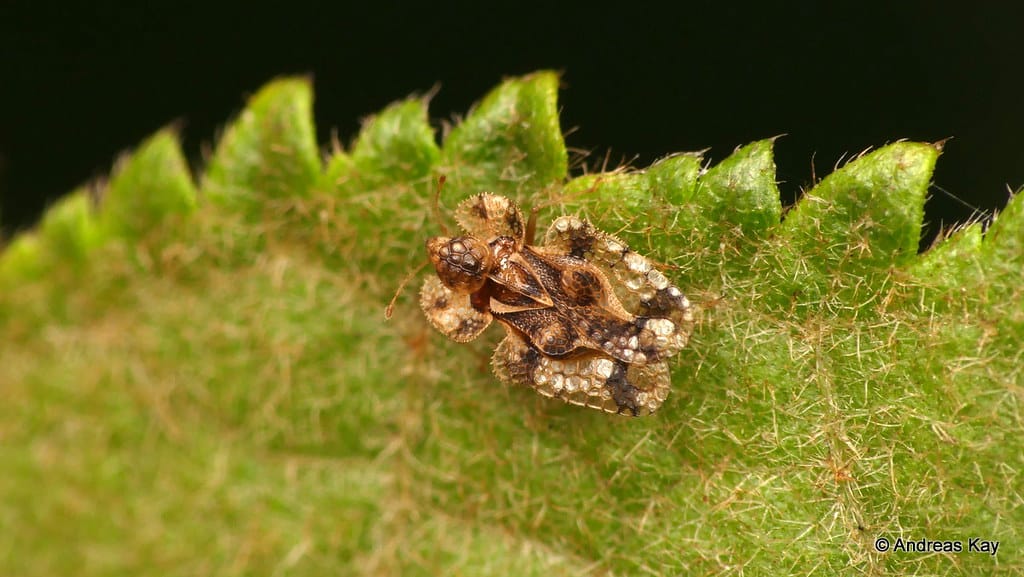 Lace bug, Tingidae