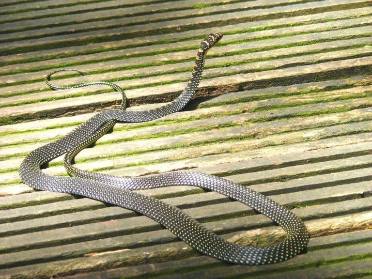 paradise tree snake chrysopelea paradisi at singapore dscf6896