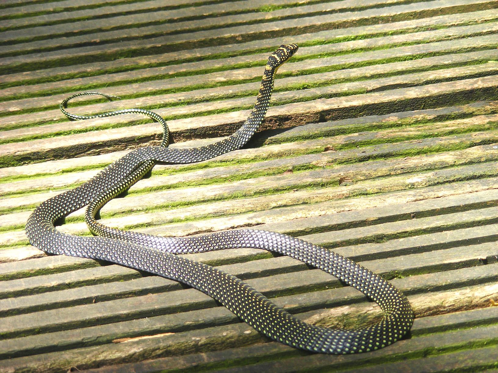 paradise tree snake chrysopelea paradisi at singapore dscf6896