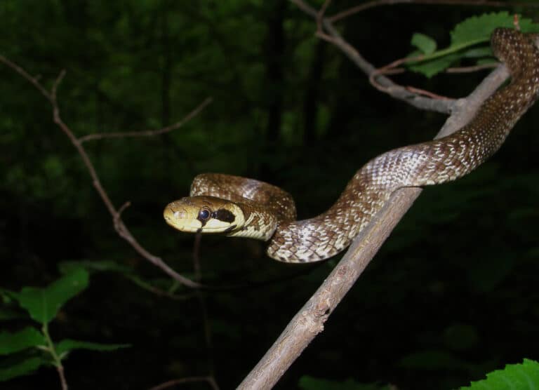 Zamenis longissimus in romania Zamenis longissimus in romania Aesculapian Snake