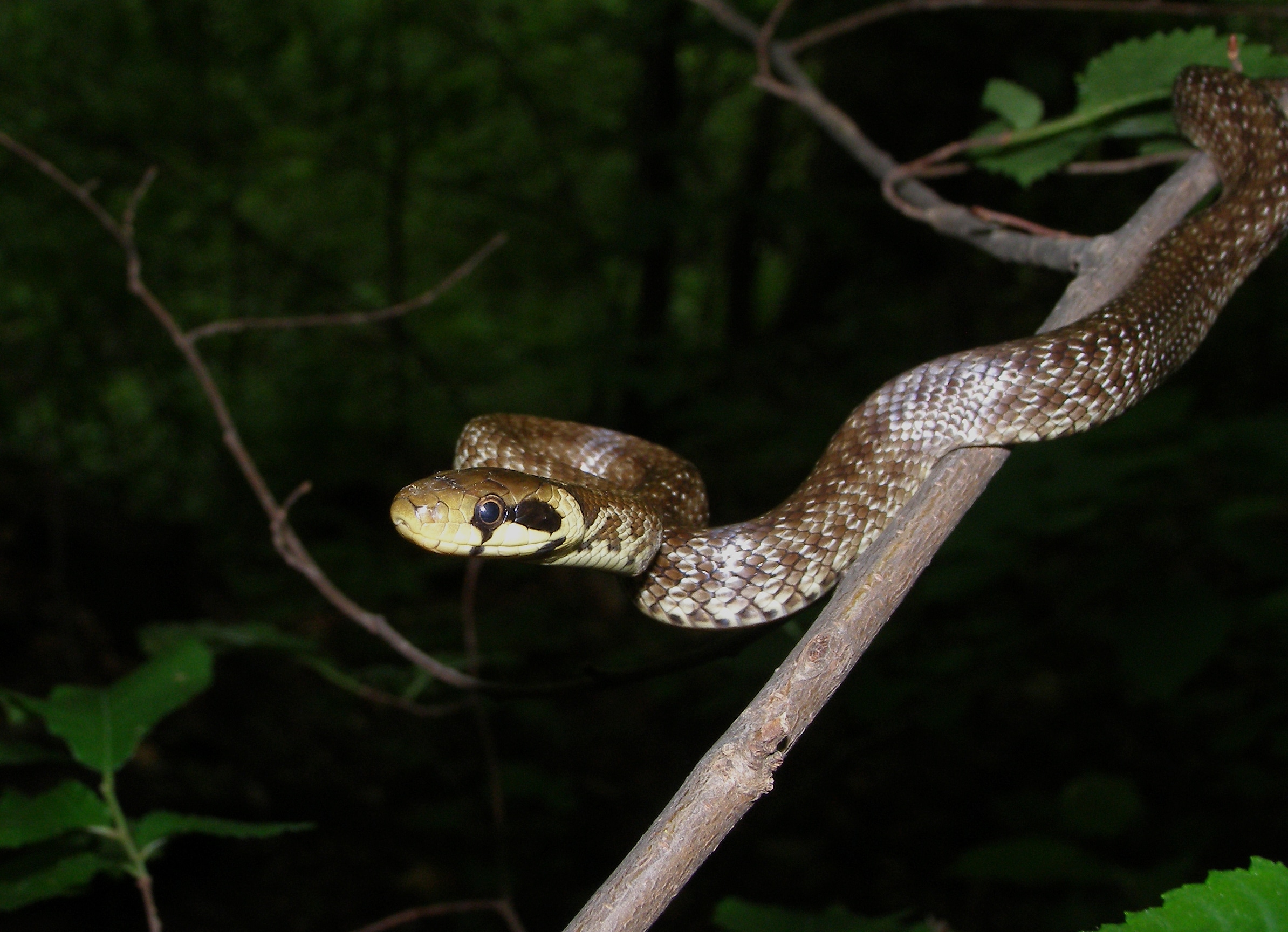 Zamenis longissimus in romania Zamenis longissimus in romania Aesculapian Snake