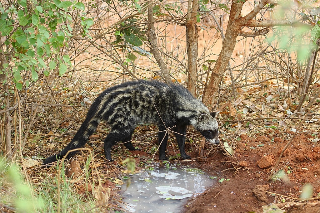 African Civet cat