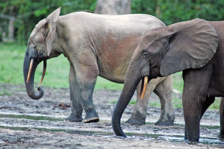 Forest Elephants (Loxodonta cyclotis) in the Dzanga Sangha Reserve, Central African Republic