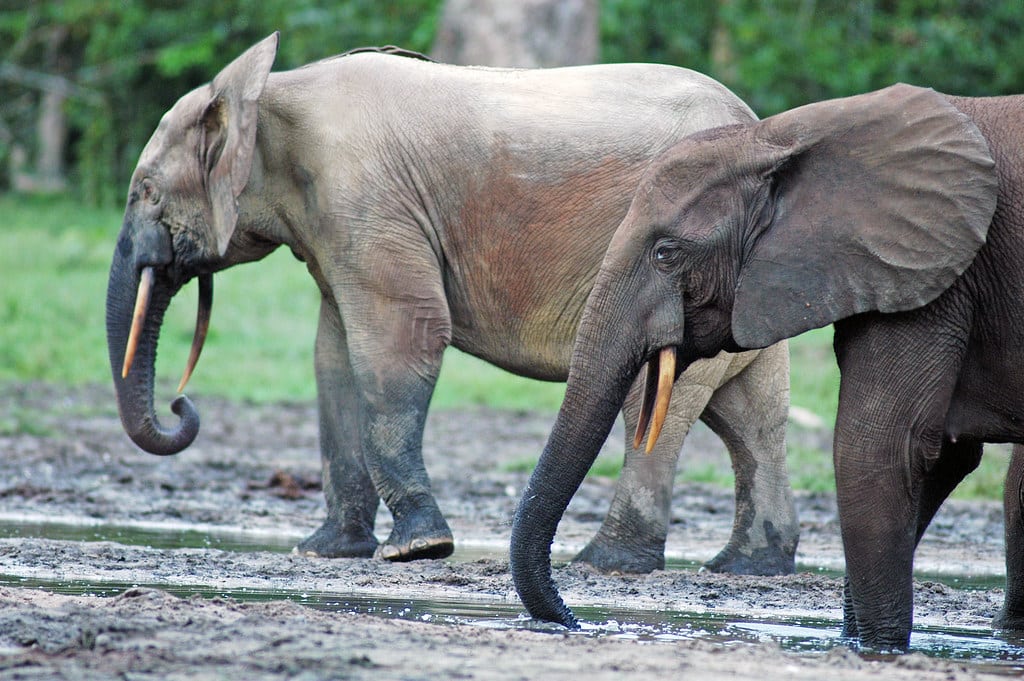 Forest Elephants (Loxodonta cyclotis) in the Dzanga Sangha Reserve, Central African Republic