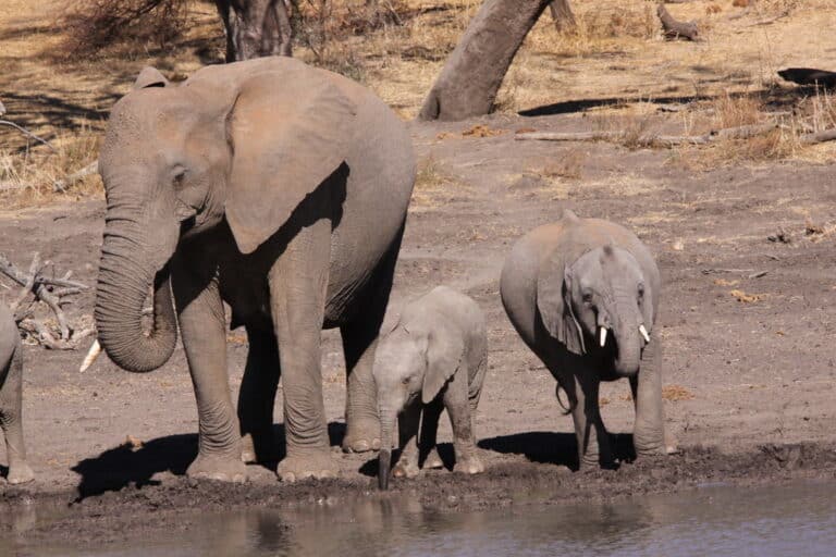 African Elephant, Loxodonta africana – female and two young drinking at waterhole African Elephant, Loxodonta africana – female and two young drinking at waterhole