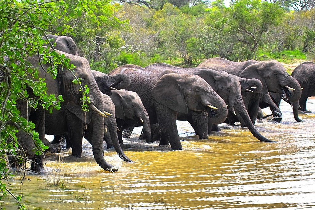 African elephant African elephant