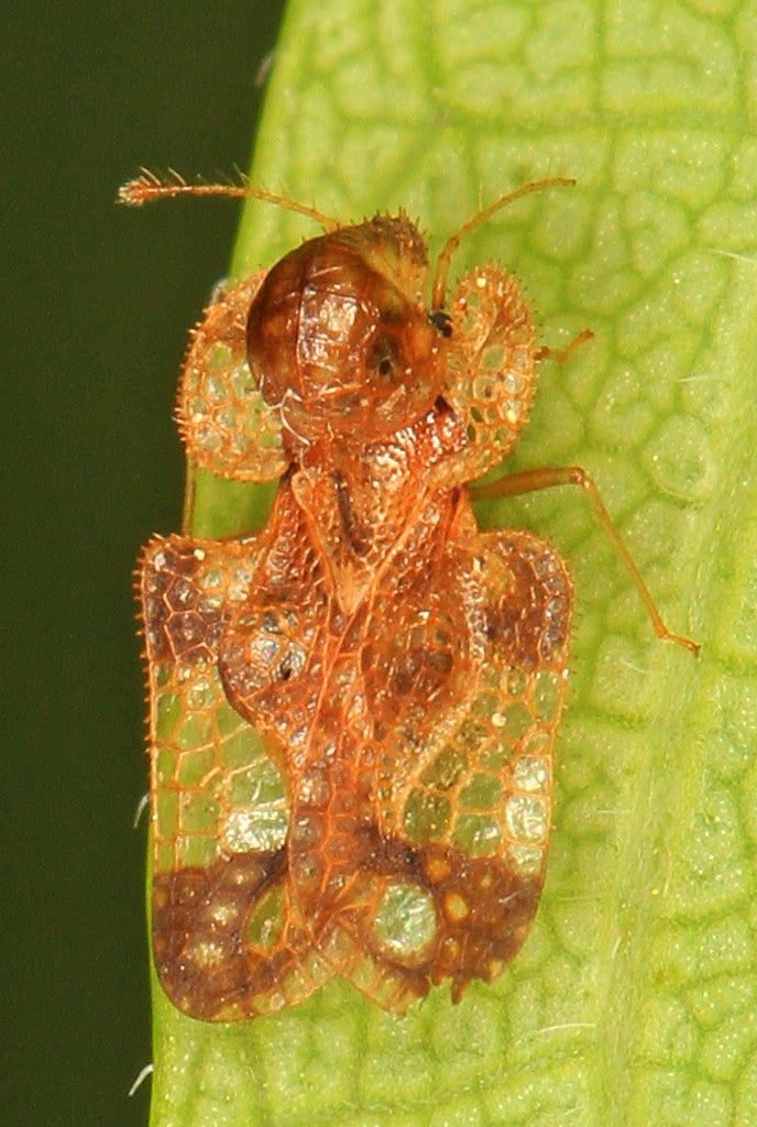 Lace Bug – Corythucha species, Occoquan Bay National Wildlife Refuge, Woodbridge, Virginia