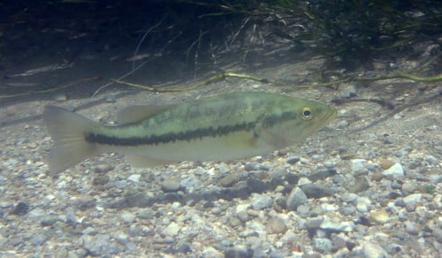 Largemouth bass (Micropterus salmoides)