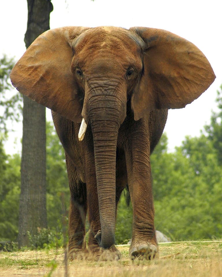 African elephant African elephant