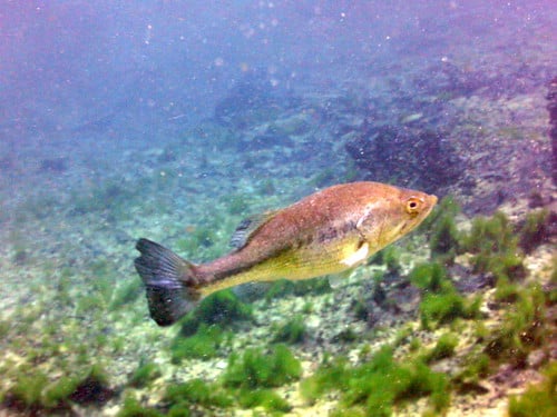 Largemouth Bass (15)