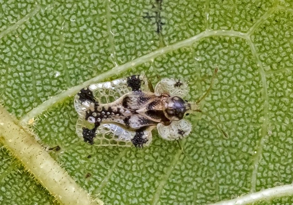 Lace Bug – Corythucha juglandis
