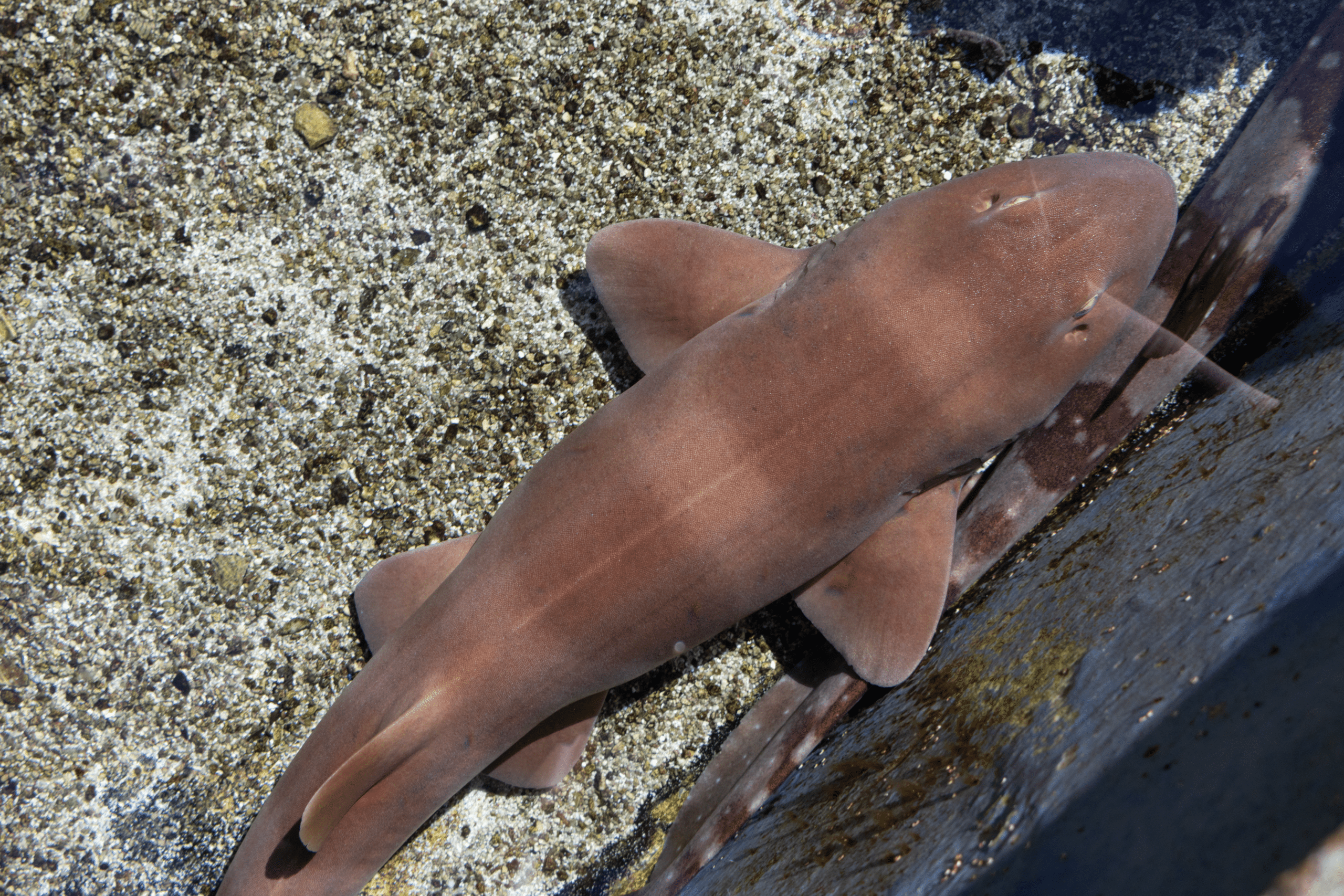 Brownbanded-bamboo-shark-Aquarium-of-the-Pacific-2
