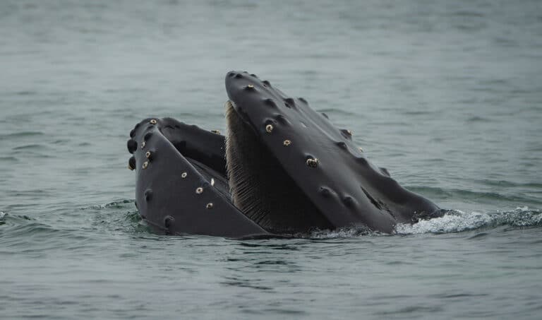 Humpback Whale (Megaptera novaeangliae) opening its mouth above the water, showing its baleen Humpback Whale (Megaptera novaeangliae) opening its mouth above the water, showing its baleen