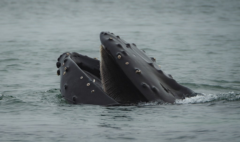 Humpback Whale (Megaptera novaeangliae) opening its mouth above the water, showing its baleen Humpback Whale (Megaptera novaeangliae) opening its mouth above the water, showing its baleen
