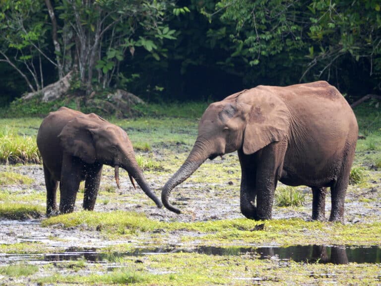 Loxodonta cyclotis 3970049