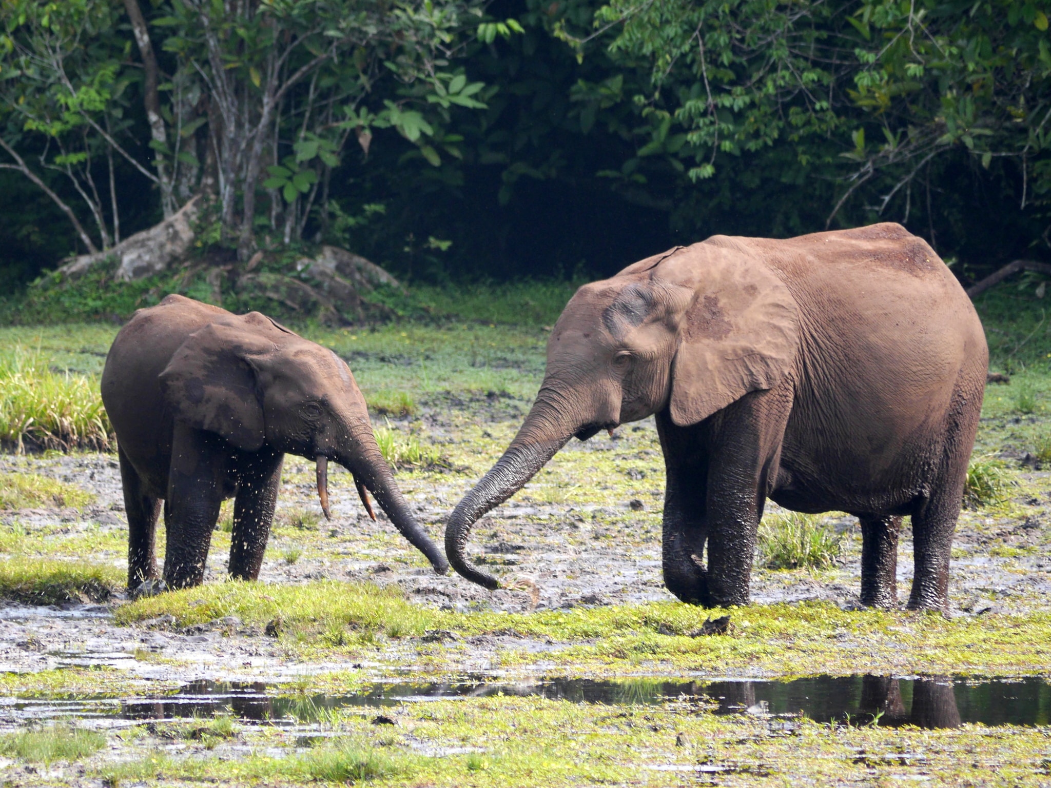 Loxodonta cyclotis 3970049