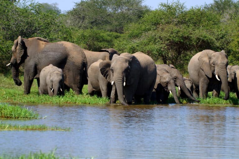 African elephant African elephant